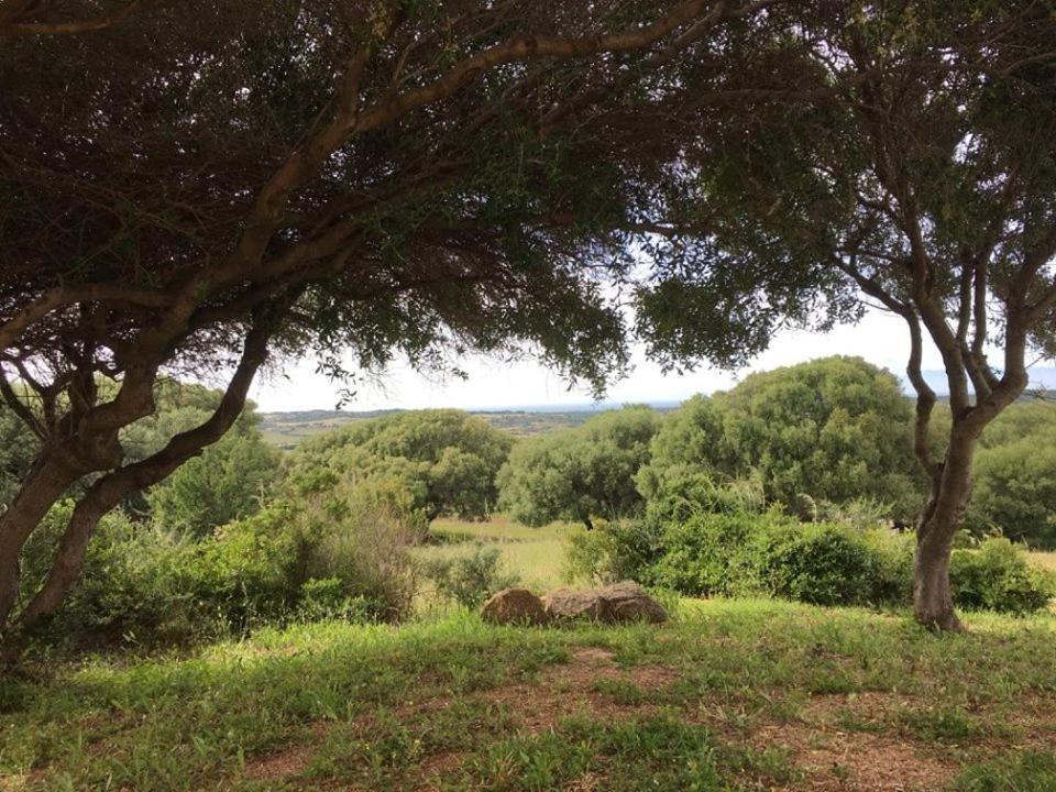 Agriturismo Gli Olivastri, Appartamento La Rosa Dei Venti Con Piscina E Solarium , Vista Mare ,Climatizzatore ,Wifi Aglientu Luaran gambar